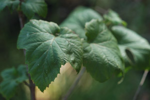 Mapleleaf Viburnum leaves